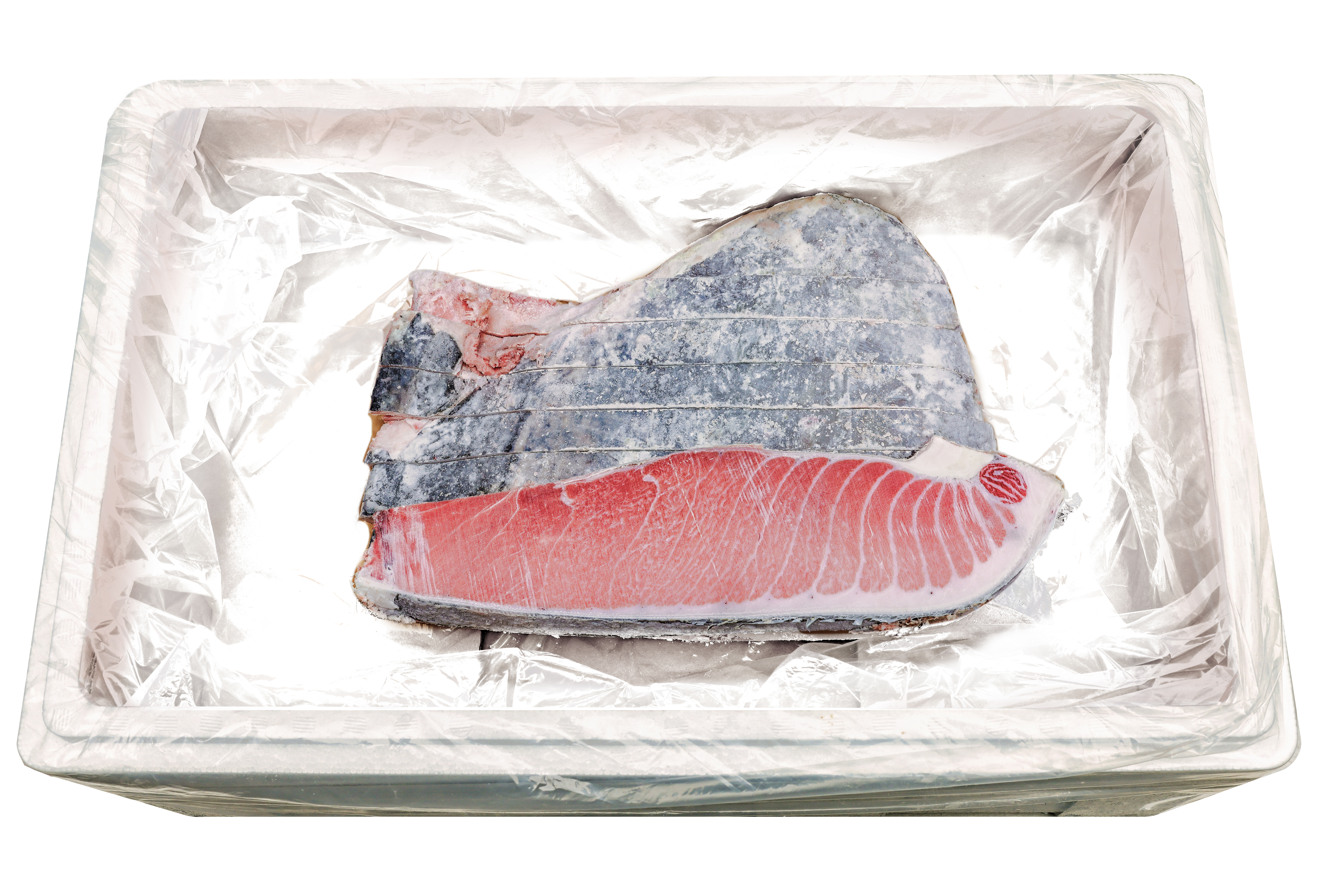 참다랑어 1번 도로 - 6kg/12kg